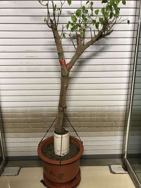 三角梅下山桩怎么设计的方法 图片