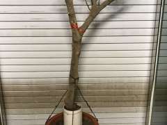 三角梅下山桩怎么设计的方法 图片