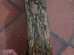 2个三角梅下山桩 460块 可以吗 图片