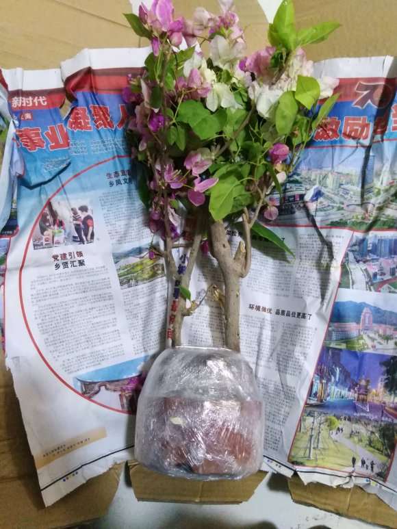 三角梅下山桩简单的修剪方法 图片