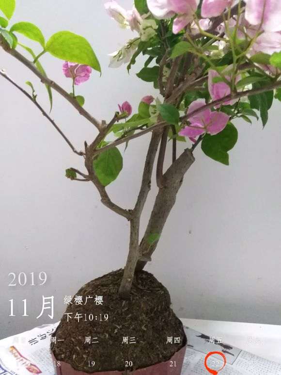 三角梅下山桩简单的修剪方法 图片