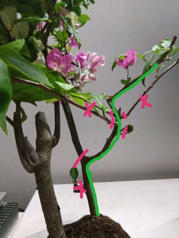 三角梅下山桩简单的修剪方法 图片