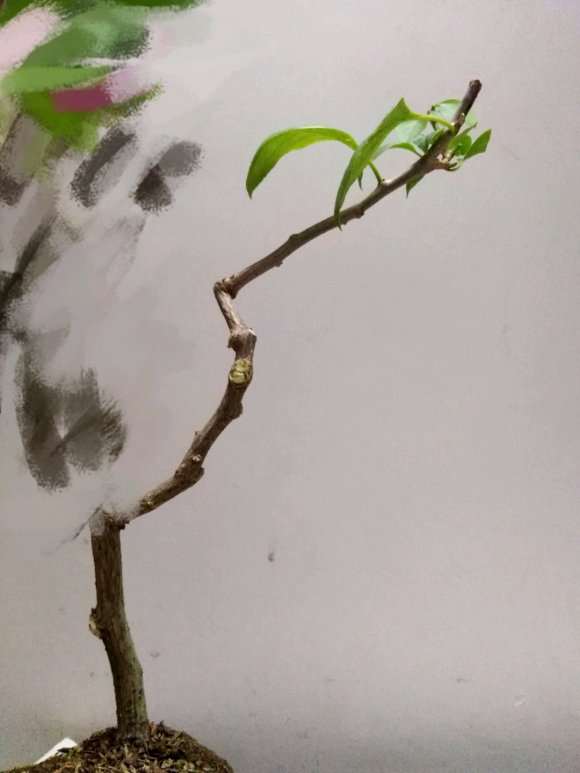 三角梅下山桩简单的修剪方法 图片