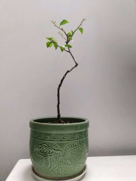 三角梅下山桩简单的修剪方法 图片