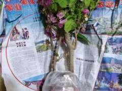 三角梅下山桩简单的修剪方法 图片