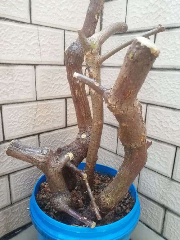 三角梅下山桩怎么使用生根粉的方法 图片