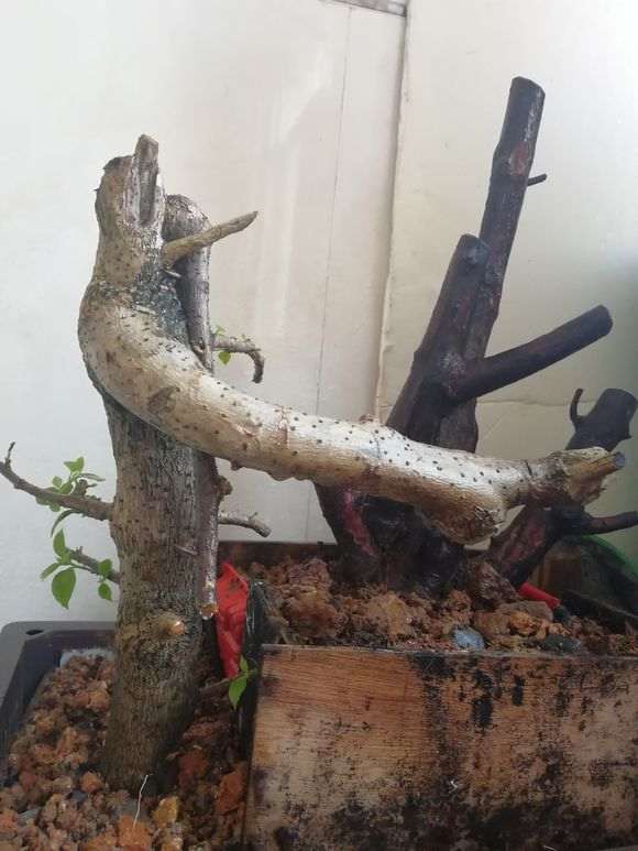 三角梅下山桩怎么使用生根粉的方法 图片