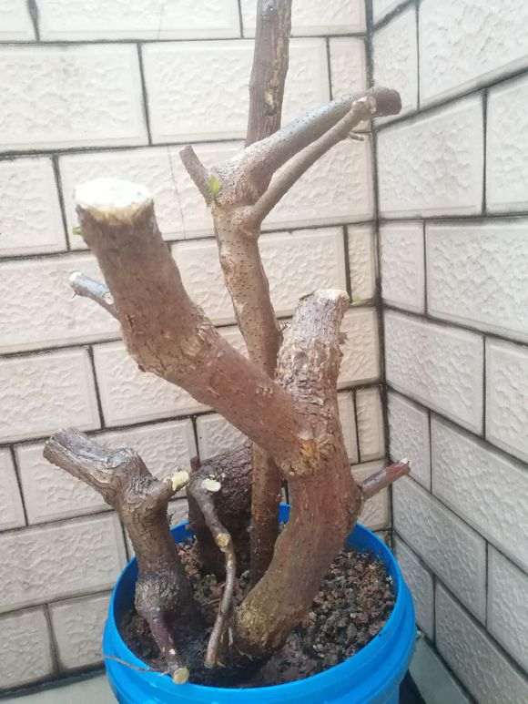 三角梅下山桩怎么使用生根粉的方法 图片