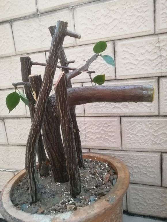 三角梅下山桩怎么使用生根粉的方法 图片