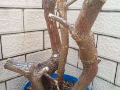 三角梅下山桩怎么使用生根粉的方法 图片