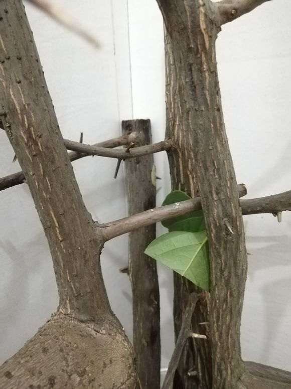 三角梅下山桩怎么发芽的问题 图片