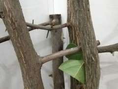 三角梅下山桩怎么发芽的问题 图片