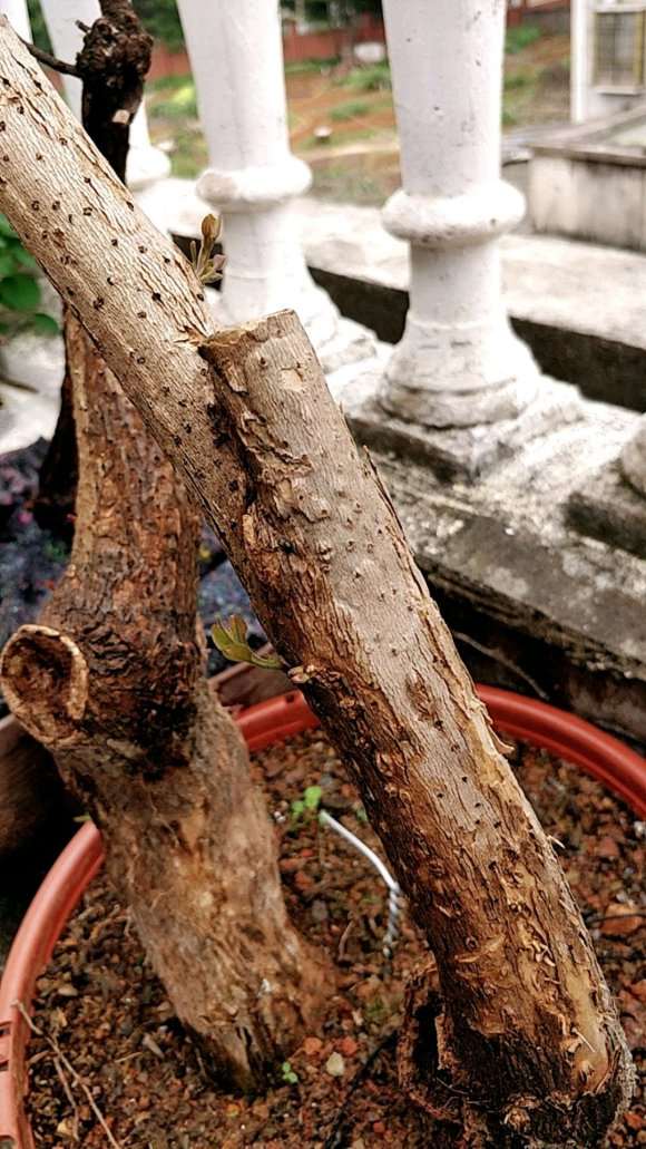 三角梅下山桩有小白点 怎么办 图片