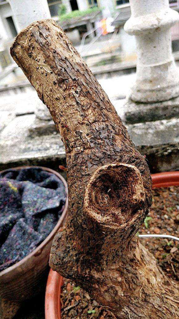 三角梅下山桩有小白点 怎么办 图片