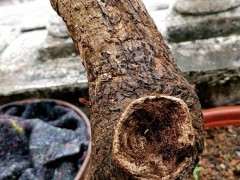 三角梅下山桩有小白点 怎么办 图片