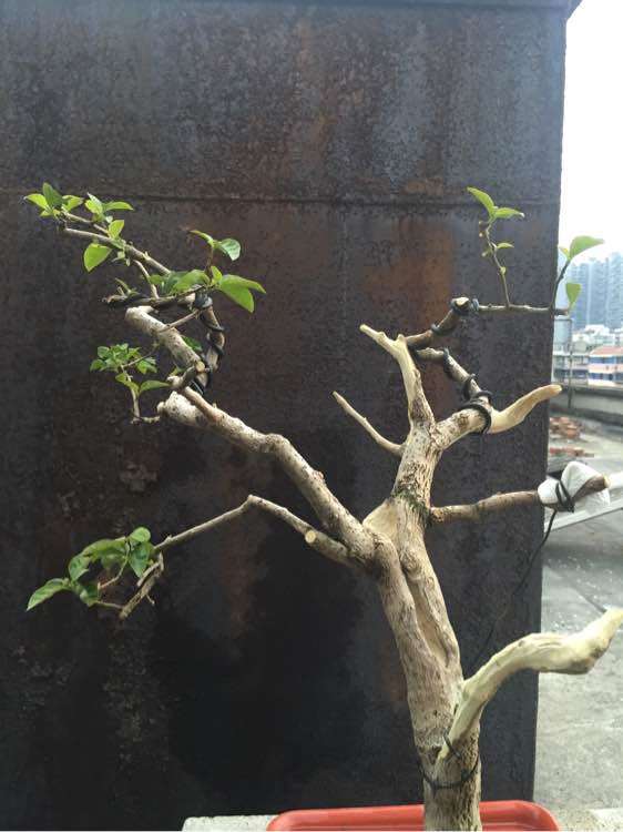 三角梅下山桩再杀了一次 看怎么样 图片