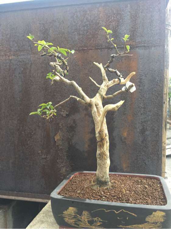 三角梅下山桩再杀了一次 看怎么样 图片