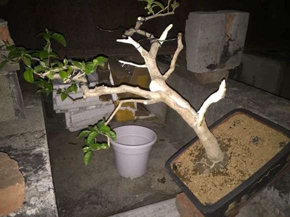 三角梅下山桩再杀了一次 看怎么样 图片