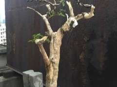 三角梅下山桩再杀了一次 看可以吗 图片