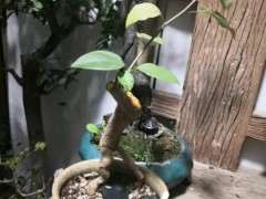 为什么三角梅下山桩不开花 图片