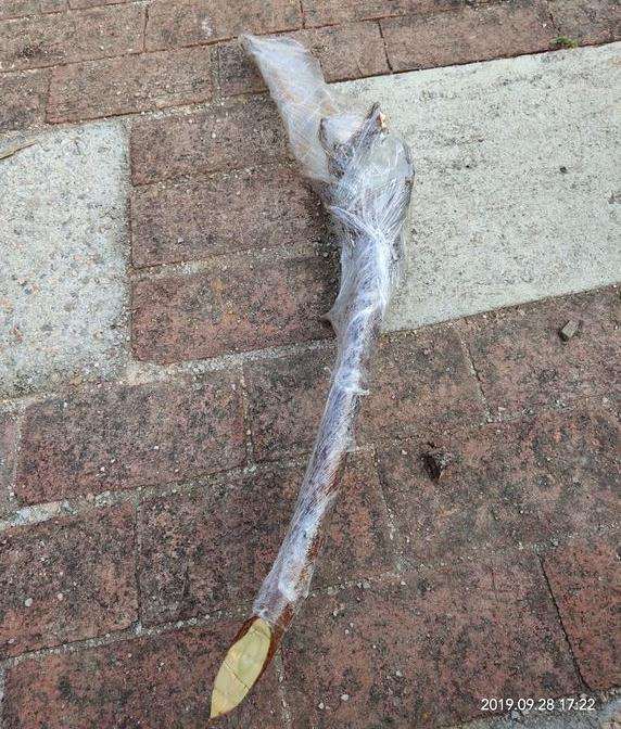 怎么扦插三角梅下山桩的方法 图片