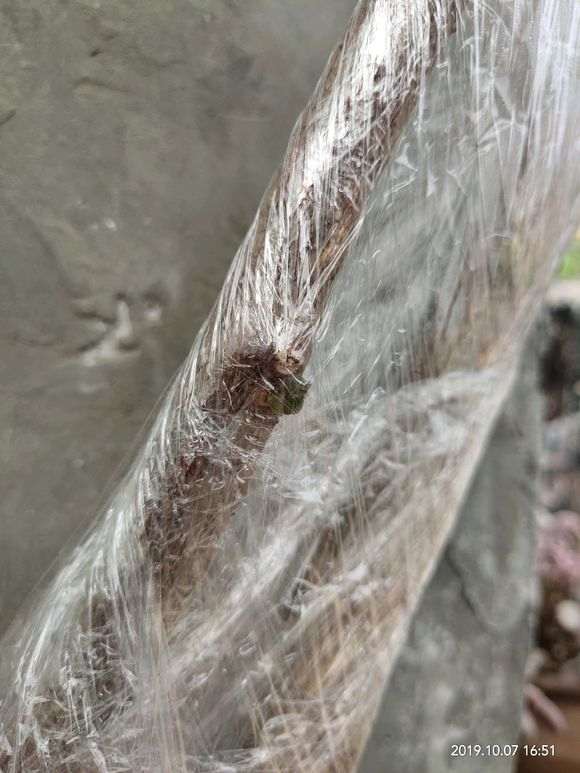 怎么扦插三角梅下山桩的方法 图片