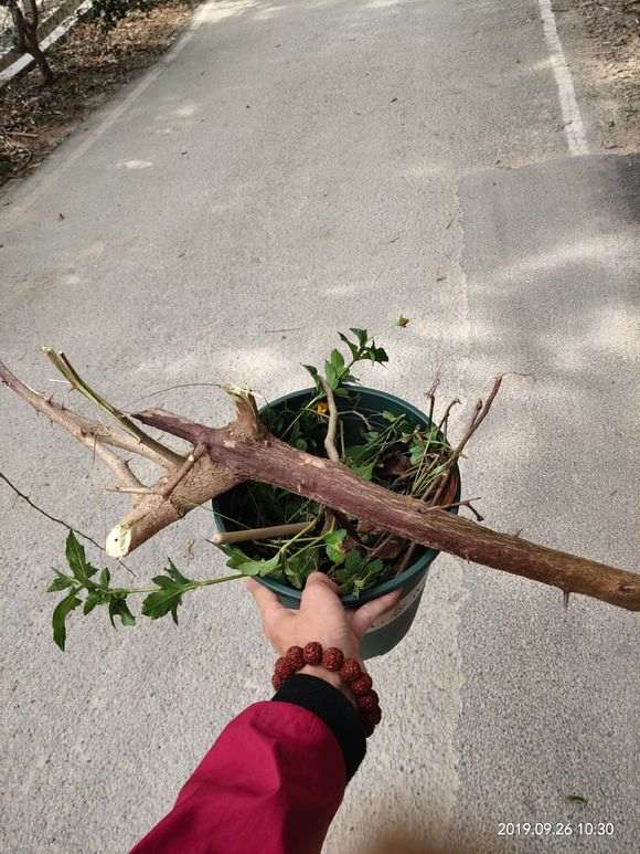 怎么扦插三角梅下山桩的方法 图片