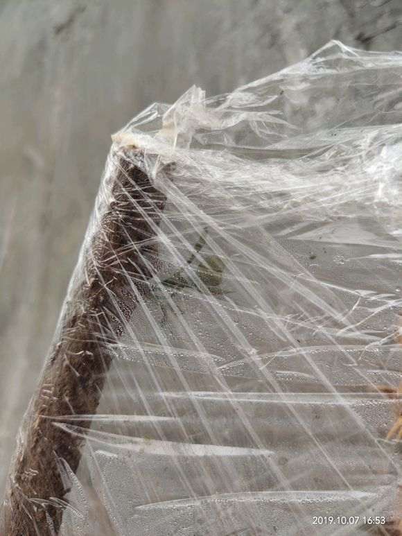 怎么扦插三角梅下山桩的方法 图片