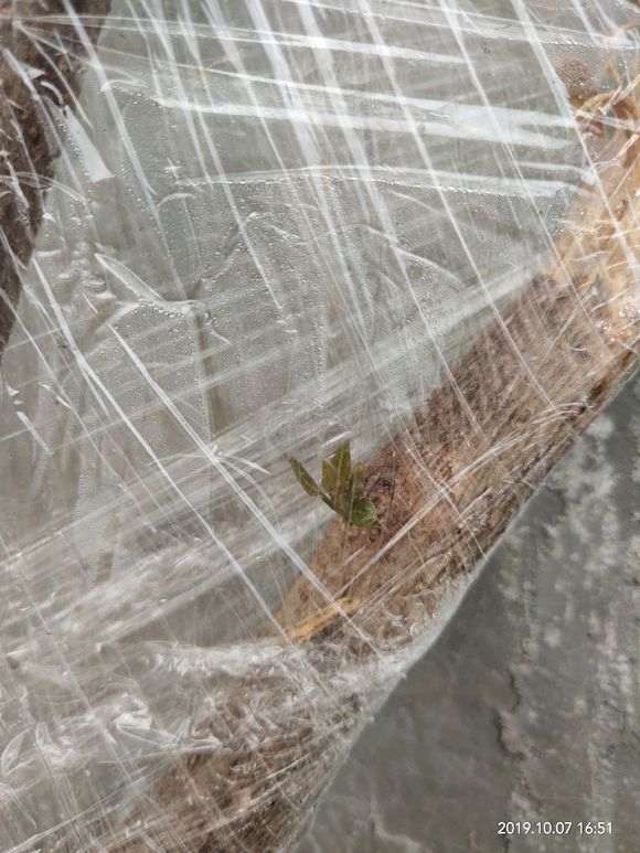 怎么扦插三角梅下山桩的方法 图片