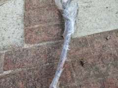 怎么扦插三角梅下山桩的方法 图片