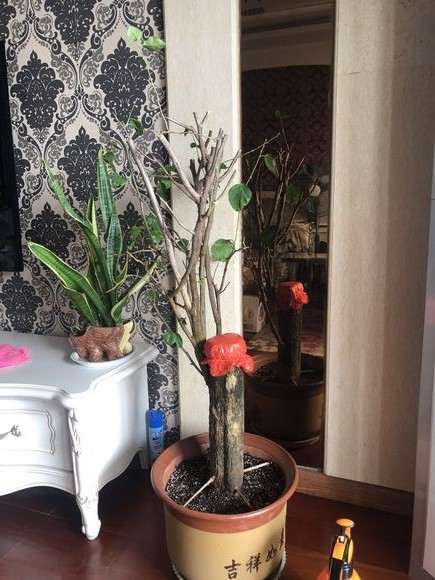 山东怎么养三角梅下山桩的方法 图片