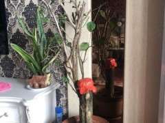 山东怎么养三角梅下山桩的方法 图片