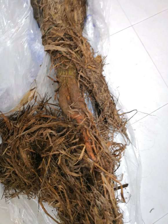 三角梅下山桩发芽之前要套袋吗 图片