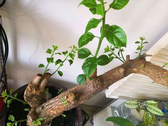 三角梅下山桩发芽之前要套袋吗 图片