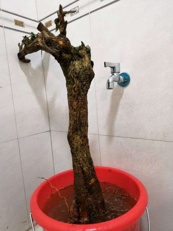 三角梅下山桩发芽之前要套袋吗 图片