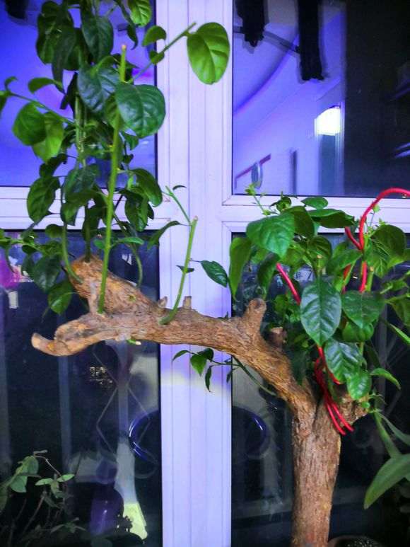 三角梅下山桩发芽之前要套袋吗 图片