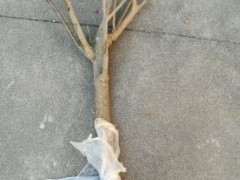 三角梅下山桩发芽了 可以晒太阳吗