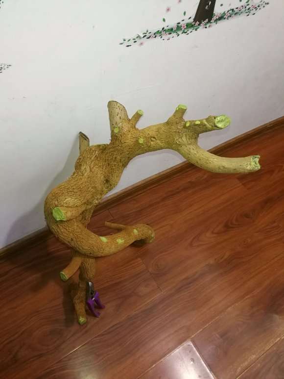 椰糠能不能栽三角梅下山桩 图片