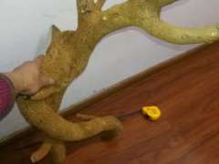 椰糠能不能栽三角梅下山桩 图片