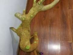 楼主 你的三角梅下山桩发芽没啊 图片