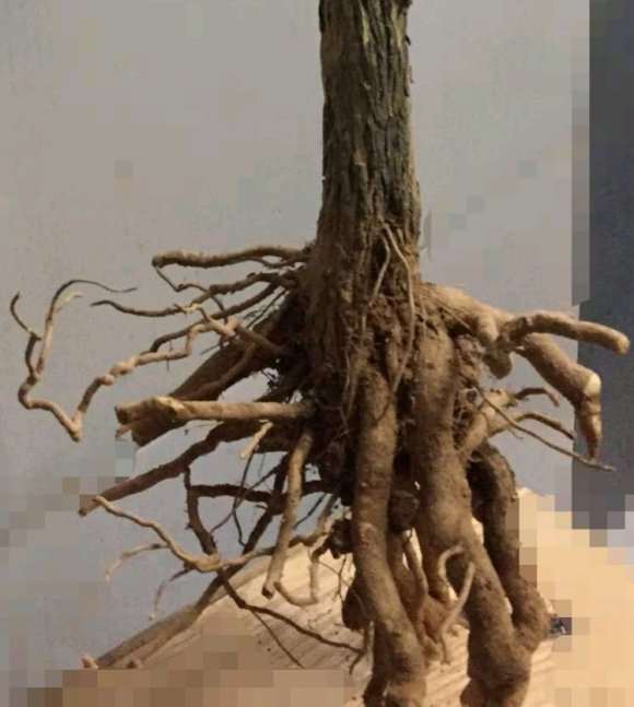 三角梅下山桩怎么用颗粒肥 图片