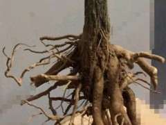 三角梅下山桩怎么用颗粒肥 图片