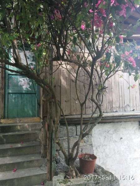 这颗三角梅下山桩只要根还能活么 图片