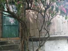 这颗三角梅下山桩只要根还能活么 图片