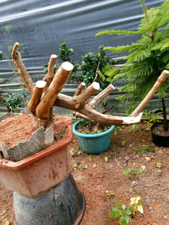 150元 第一次玩三角梅下山桩 怎么样