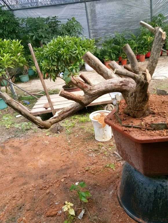 150元 第一次玩三角梅下山桩 怎么样