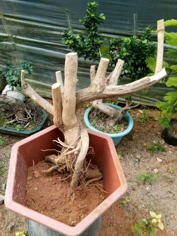 150元 第一次玩三角梅下山桩 怎么样