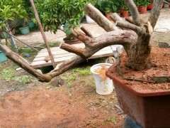 150元 第一次玩三角梅下山桩 可以吗