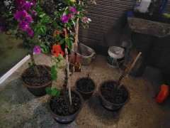 三角梅下山桩种深一点可以吗 图片