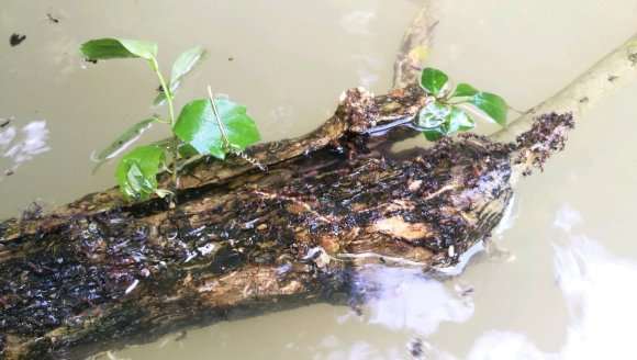 老三角梅下山桩枝干能扦插活吗 图片